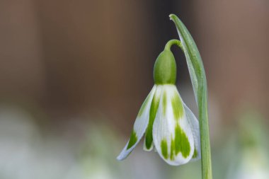 Macro shot of a galanthus Phil Cornish snowdrop in bloom