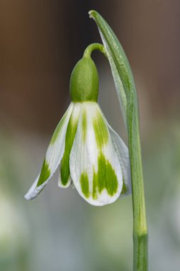 Macro shot of a galanthus Phil Cornish snowdrop in bloom