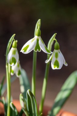 Galanthus Phil Cornish 'in açtığı kar damlaları