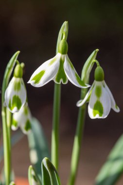 Galanthus Phil Cornish 'in açtığı kar damlaları