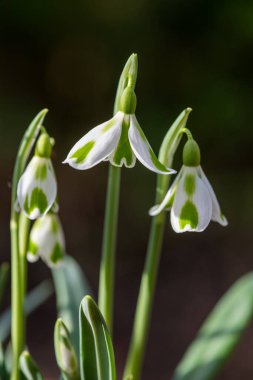 Galanthus Phil Cornish 'in açtığı kar damlaları