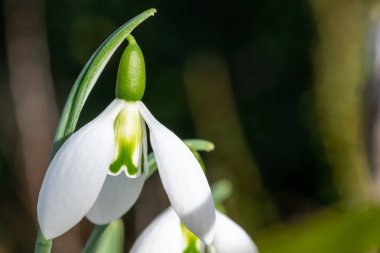 Close up of a fieldgate prelude greater snowdrop (galanthus elwesii fieldgate prelude) flower in bloom
