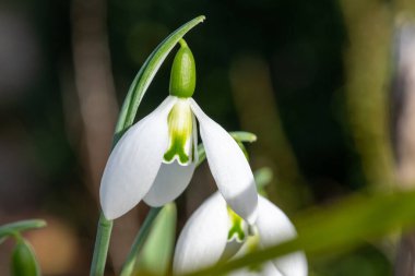 Close up of a fieldgate prelude greater snowdrop (galanthus elwesii fieldgate prelude) flower in bloom