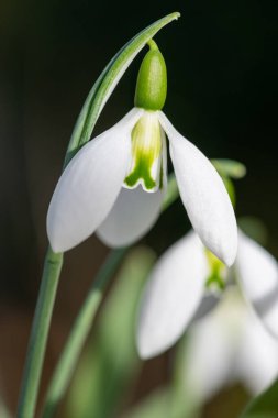 Close up of a fieldgate prelude greater snowdrop (galanthus elwesii fieldgate prelude) flower in bloom