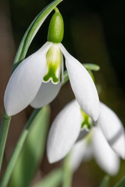 Close up of a fieldgate prelude greater snowdrop (galanthus elwesii fieldgate prelude) flower in bloom