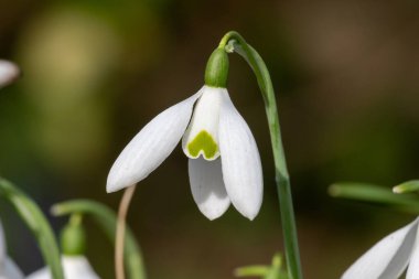 Close up of an Orion greater snowdrop (galanthus elwesii) flower in bloom