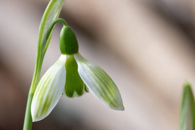 Close up of a Rosemary Burnham greater snowdrop (galanthus elwesii) flower in bloom