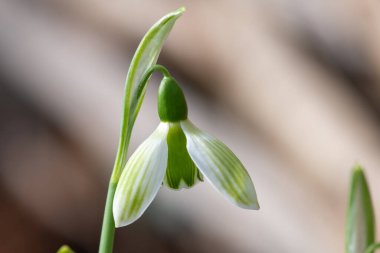 Close up of a Rosemary Burnham greater snowdrop (galanthus elwesii) flower in bloom
