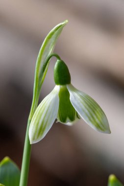 Close up of a Rosemary Burnham greater snowdrop (galanthus elwesii) flower in bloom