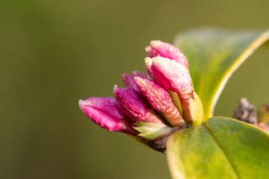 Macro shot of perfume princess Daphne flowers emerging into bloom