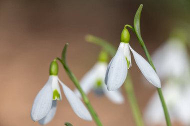 Yaygın kar damlalarına (galanthus nivalis) çiçek açarken yaklaş