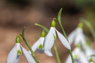 Yaygın kar damlalarına (galanthus nivalis) çiçek açarken yaklaş