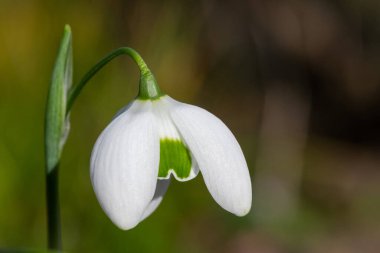 Macro shot of a galanthus nivalis flora pleno (double snowdrop) flower in bloom