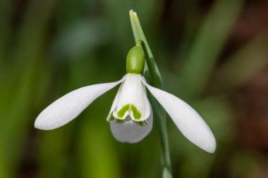 Close up of a common snowdrop (galanthus nivalis) flower in bloom