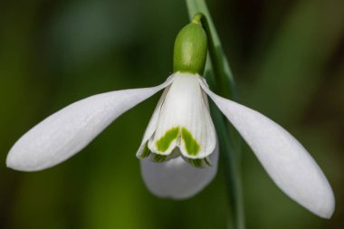 Close up of a common snowdrop (galanthus nivalis) flower in bloom