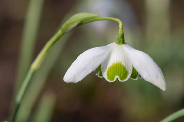 Macro shot of a galanthus nivalis flora pleno (double snowdrop) flower in bloom