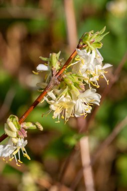 Çiçek açan purpus hanımeli (lonicera x morpusii) çiçeklerine yaklaş