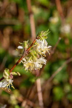 Çiçek açan purpus hanımeli (lonicera x morpusii) çiçeklerine yaklaş