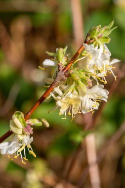 Çiçek açan purpus hanımeli (lonicera x morpusii) çiçeklerine yaklaş