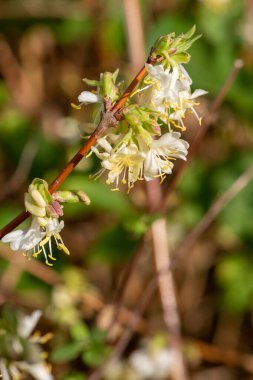 Çiçek açan purpus hanımeli (lonicera x morpusii) çiçeklerine yaklaş