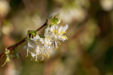 Çiçek açan purpus hanımeli (lonicera x morpusii) çiçeklerine yaklaş