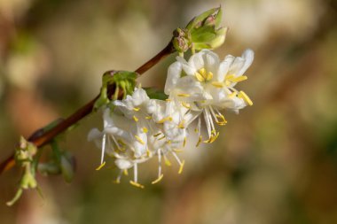 Çiçek açan purpus hanımeli (lonicera x morpusii) çiçeklerine yaklaş