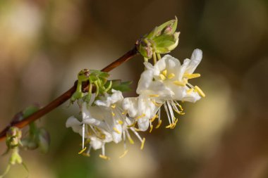Çiçek açan purpus hanımeli (lonicera x morpusii) çiçeklerine yaklaş