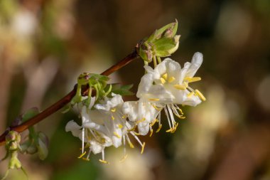 Çiçek açan purpus hanımeli (lonicera x morpusii) çiçeklerine yaklaş