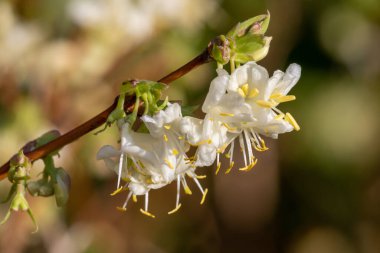 Çiçek açan purpus hanımeli (lonicera x morpusii) çiçeklerine yaklaş