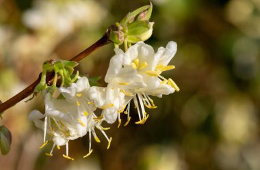 Çiçek açan purpus hanımeli (lonicera x morpusii) çiçeklerine yaklaş