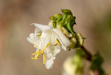 Çiçek açan purpus hanımeli (lonicera x morpusii) çiçeklerine yaklaş