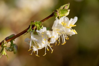 Çiçek açan purpus hanımeli (lonicera x morpusii) çiçeklerine yaklaş