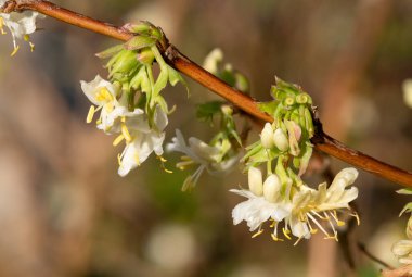 Çiçek açan purpus hanımeli (lonicera x morpusii) çiçeklerine yaklaş