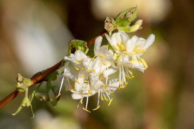 Çiçek açan purpus hanımeli (lonicera x morpusii) çiçeklerine yaklaş