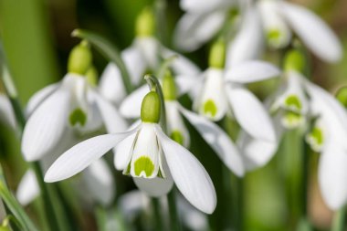 Close up of galanthus Moccas snowdrops in bloom