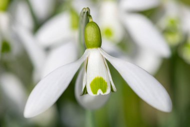 Close up of galanthus Moccas snowdrops in bloom