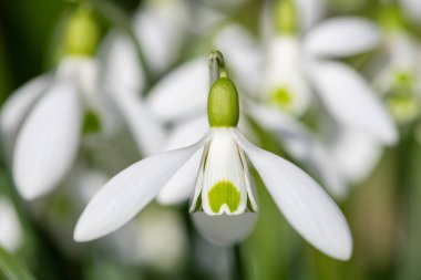 Close up of galanthus Moccas snowdrops in bloom