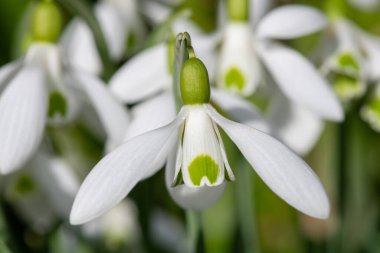 Close up of galanthus Moccas snowdrops in bloom