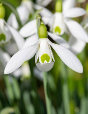 Close up of galanthus Moccas snowdrops in bloom