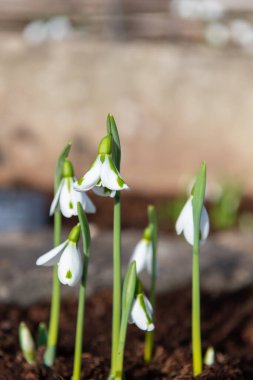 Close up of Galanthus South hayes snowdrops in bloom