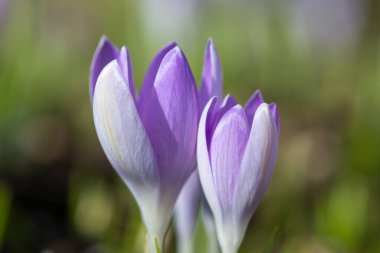 Close up of pink crocuses in bloom