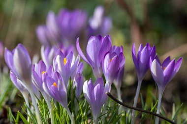 Close up of pink crocuses in bloom