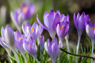 Close up of pink crocuses in bloom