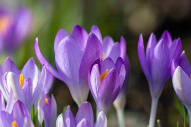 Close up of pink crocuses in bloom