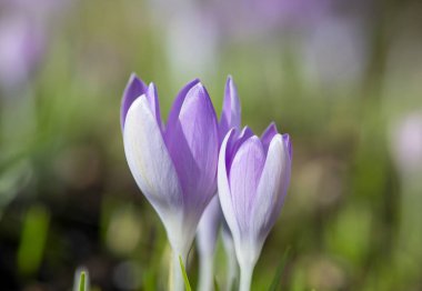 Close up of pink crocuses in bloom