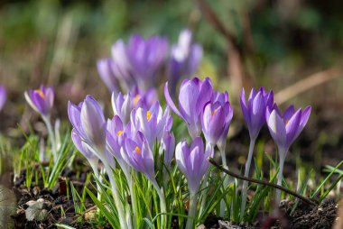 Close up of pink crocuses in bloom