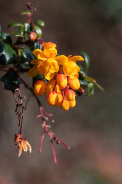 Darwin Barberry 'nin (berberis darwinii) çiçekleri çiçek açarken yakın plan