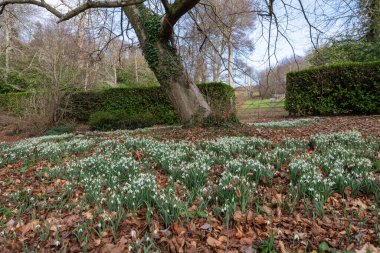 Close up of a patch common snowdrops (galanthus nivalis) in bloom under a tree
