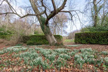 Close up of a patch common snowdrops (galanthus nivalis) in bloom under a tree