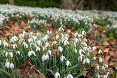 Close up of a clump of common snowdrops (galanthus nivalis) in bloom
